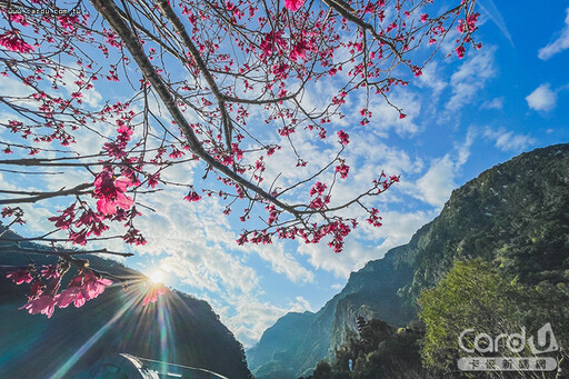 住房賞櫻春遊花蓮山城 探索燒包文化悠遊台南