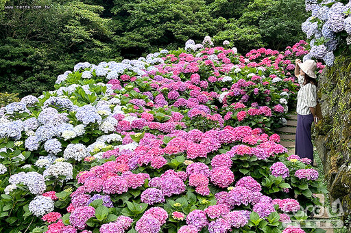 竹子湖繡球花初夏秀 深澳漁港一支釣體驗