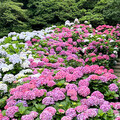 竹子湖繡球花初夏秀 深澳漁港一支釣體驗