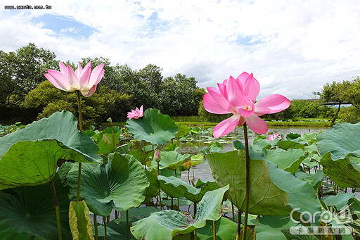 台灣好行竹子湖新焦點 金山大漢溪夏日賞荷