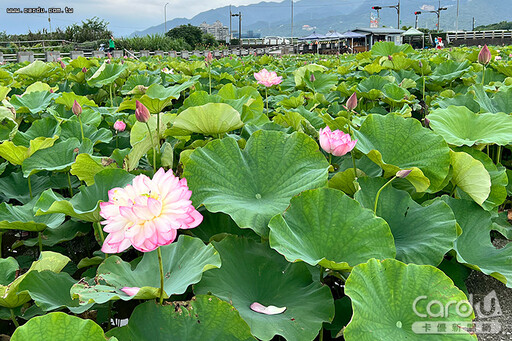 台灣好行竹子湖新焦點 金山大漢溪夏日賞荷