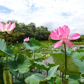 台灣好行竹子湖新焦點 金山大漢溪夏日賞荷