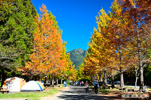 武陵福壽山觀光亮點 搭公車上梨山追楓去