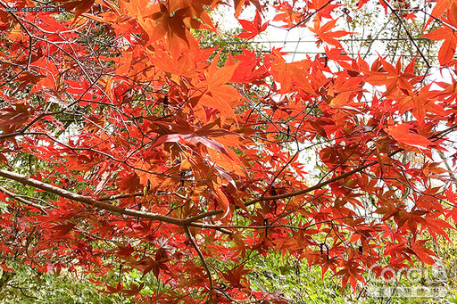 武陵福壽山觀光亮點 搭公車上梨山追楓去