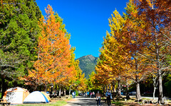 武陵福壽山觀光亮點 搭公車上梨山追楓去