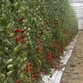 健康優質設施小果番茄競賽 嘉義縣農民囊括半數獎項