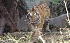 新成員加入！ 竹市動物園攜手六福村 借展孟加拉虎落實生命教育提升動物福