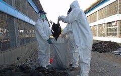 鹽埔鄉土雞場主動通報 確診感染H5N1禽流感