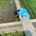 彰化縣政府呼籲農友加強防治水稻葉稻熱病
