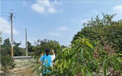 芒果炭疽病、白粉病已陸續出現 彰化縣政府呼籲農友加強防治