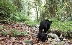 公私協力打造卓溪友熊之鄉 林業保育署首揭露成果歷程