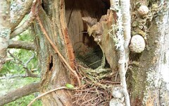 揭開40公尺樹冠層上的世界 意外發現保育等級的瀕危物種撬唇蘭