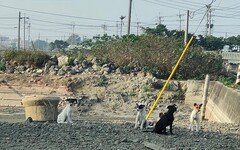 舒緩海區遊蕩犬問題，嘉縣海區三鄉鎮成立專人專線