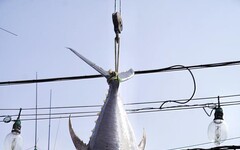 穩定黑鮪魚市場供需及價格 屏縣府促加速興建冷鏈中心