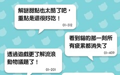 探索新莊解謎做公益 貓咪追逐的秘密