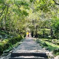 賞花賞景歡度2024雙十國慶 大雪山、八仙山一日遊也很可以!