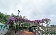 秋賞夢幻紫色花瀑免出國 新北「蒜香藤」期間限定盛開