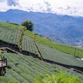 揪好友一起玩石棹！走步道、住民宿、採茶趣、追琉璃光