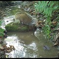 當「鄒族獵人」遇上「螃蟹獵人」 食蟹「獴」力全開