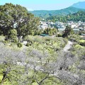 梅山公園梅花綻放 嘉義縣邀遊客一同追「平地雪景」