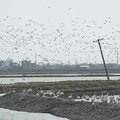 鹽田棲地營造有成 布袋「漫天燕鷗海」奇景