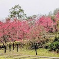 八仙山櫻花迎春盛放 來一場賞櫻森呼吸之旅吧!