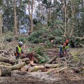 小關山伐木作業林道管制 (113年11月28日-114年5月24日) 除清明連假林道全面開放 將增加額外林道開放時段