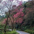 漫步山林中的賞櫻仙境 花現新北三芝青山路 花期綻放到3月