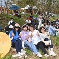 嘉義市八掌溪畔黃花風鈴木正盛開！ 邀您把握「期間限定」美景徜徉金黃花海