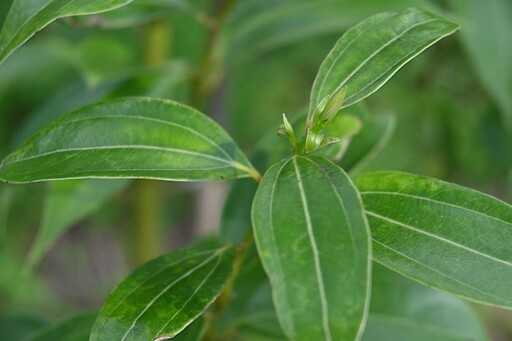 植樹月預約領苗活動 民眾熱烈響應 林業及自然保育署臺中分署再加碼1000株3 月 18 日開放預約