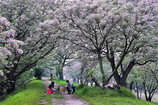 春日賞花正當時！浪漫花海、美食、特色活動一次玩透彰化