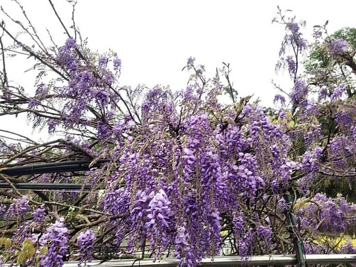 瑞里紫藤花盛開！快閃演唱會與春日市集熱鬧登場