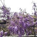 瑞里紫藤花盛開！快閃演唱會與春日市集熱鬧登場