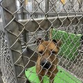 比特犬未依規定管理 臺東縣府:將依動物保護法開罰並沒入犬隻