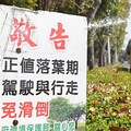 正值桃花心木落葉期 嘉市讓「落葉變黃金」化作堆肥更護花