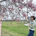 冷冬影響花期 仁德滯洪池旁花旗木步道賞花正對時(副標：中華醫大師生後花園 地利之便就近賞花開心拍照)