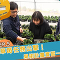 《我的國合會見習日記》最終集上線 臺灣及波蘭籍學生助史瓦帝尼農民採收採草莓