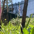銘傳校園 綬草現蹤！珍稀原生蘭悄然綻放 見證生態環境的永續共生