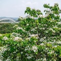 預計週末花況最美！ 嘉義市「花見幸福‧抵嘉桐聚」4/19、20浪漫登場