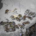 以自然為解方修復濕地生態 多方協力守護臺中海岸陸蟹棲地
