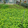 竹市府積極推動有機與友善農業 邱臣遠代理市長：全市近4公頃農地通過有機驗證、超過16公頃登錄為友善環境耕作