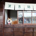 阿里山林鐵鹿麻產車站整修完工，秋田犬「波吉」化身百年車站實習站長
