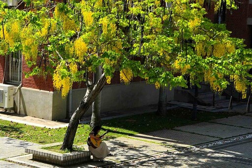 花開正好時 2025南大阿勃勒節邀您走進金黃校園
