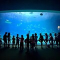 探索海洋~奧秘學習 救國團暑期營隊與魚共舞．夜宿海生館