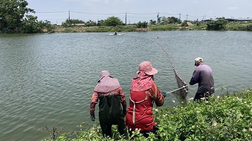 夏季高溫炎熱,籲請養殖漁友做好防暑及夏季魚塭管理