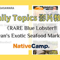 Native Camp「Daily Topics」影片教材，從罕見藍龍蝦認識台灣海鮮文化