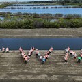 台灣大啟動全球首創藍碳紅樹林復育計畫 閒置魚塭轉型高效碳匯研究基地
