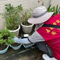 嘉義市祭出登革熱公告，籲請市民落實「巡、倒、清、刷」
