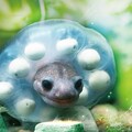 台灣大哥大倡議氣候行動 《山椒魚》生物多樣性研究喚醒生態意識 守住演化的密碼 百年來第一次見證山椒魚孵育