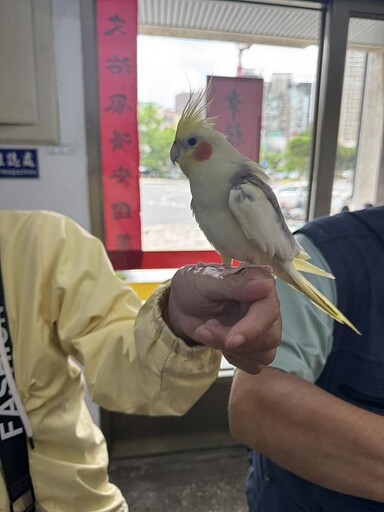 善心市民助力重聚 竹市走失鸚鵡經警方協助順利返家